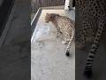 Petting a cheetah 🐆 #animals #shorts