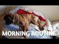 MORNING ROUTINE WITH MY LEONBERGER DOG #leonberger  #dogvlogs #animals