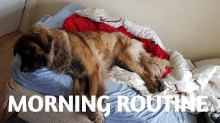 MORNING ROUTINE WITH MY LEONBERGER DOG #leonberger  #dogvlogs #animals