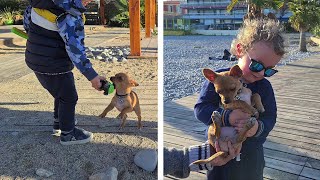 TROP MIGNON Chiot Chihuahua 🐶 qui Joue avec les Petits Enfants sur la Plage 🌴 - 4K by HumourGer 1,669 views 3 years ago 4 minutes, 29 seconds