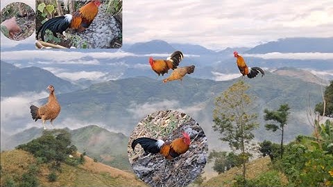 Hlau youtube cho ae xem gà nhà ông cực nhiều.yaws tsu cov qaib qus coob heev li nawb 