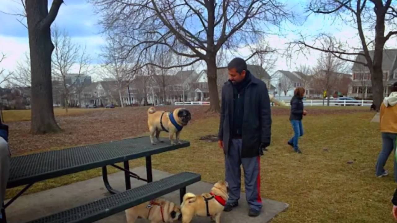 Pugs MeetUp