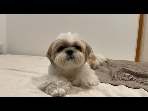 【生配信#68】シーズー犬はに丸お家記念日。いつも観てくれてありがとうございます😊