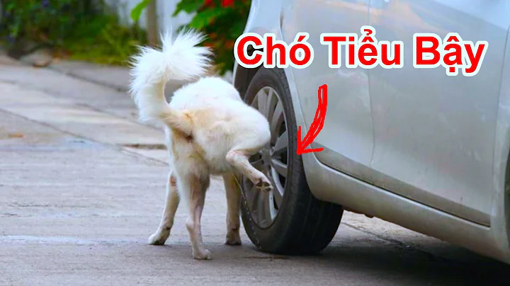 Cách Làm Chó Hàng Xóm Không Tiểu Bậy Ở Cổng Trước Là Mình / Mẹo Làm Chó Không Vệ Sinh Bậy Quanh Nhà