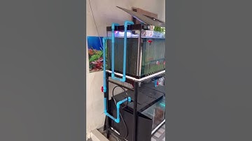 ระบบท่อ Over Flow #ระบบกรอง #ปลาทอง #goldfish #จุกน้อย #shorts EP272