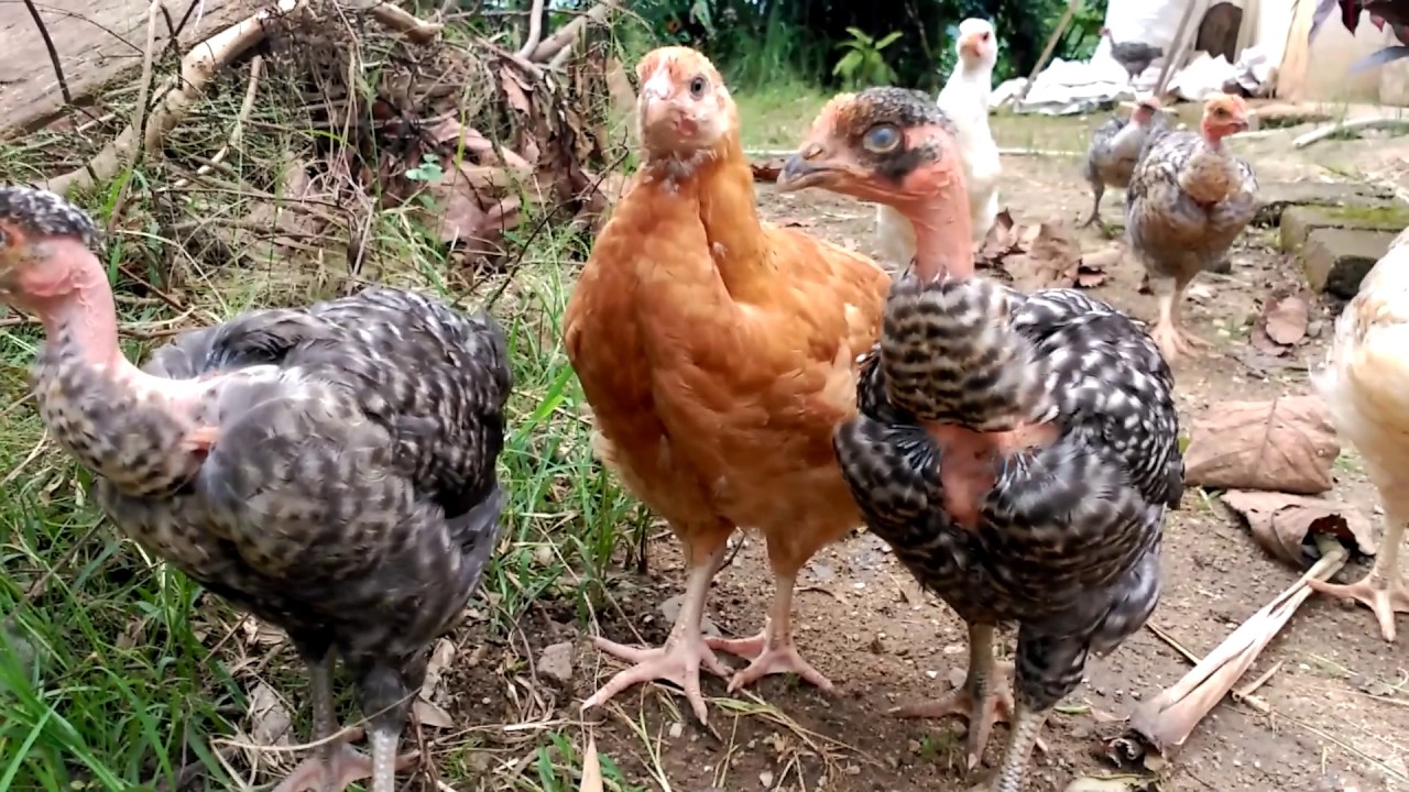 Criadero De Pollos Organicos