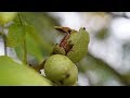 Walnuss-Wissen: Wie Sie am besten ernten & trocknen & knacken