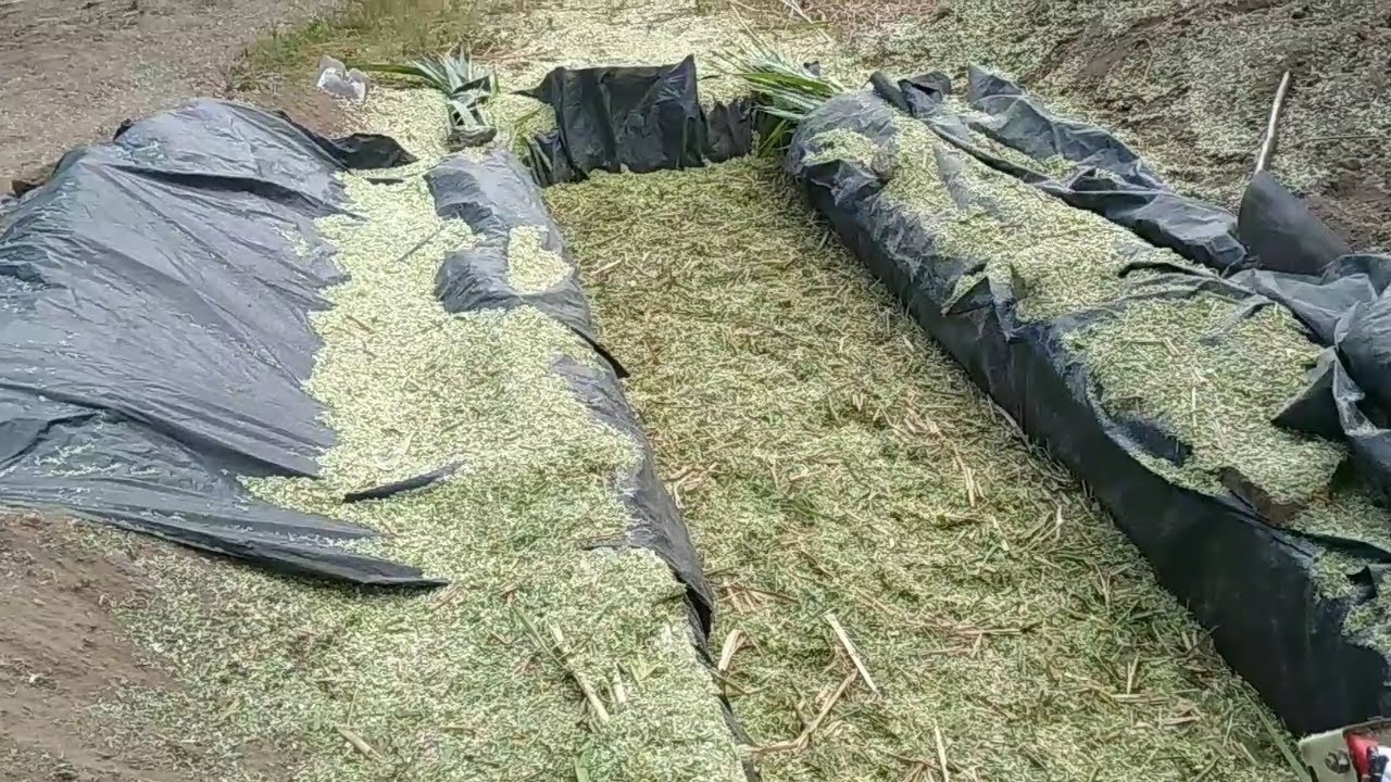 fazendo silo trincheira forrageira Nogueira DPM Junior