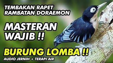SUARA BURUNG RAMBATAN DORAEMON GACOR UNTUK MASTERAN BURUNG LOMBA