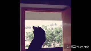 Aadu - The Shaji paappan intro IHM CHENNAI MALLUDWEEP