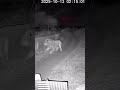 Nightcam: Tiny Cat Stops a Lion