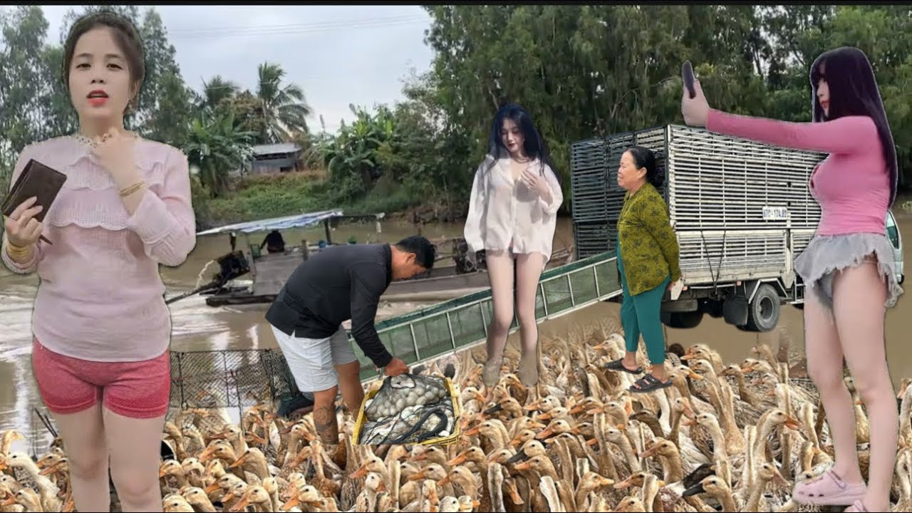 A close-up view of a farmer raising 20,000 free-range ducks.