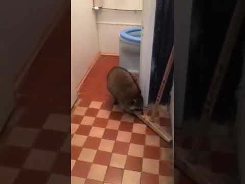 Енот 😺 пришёл