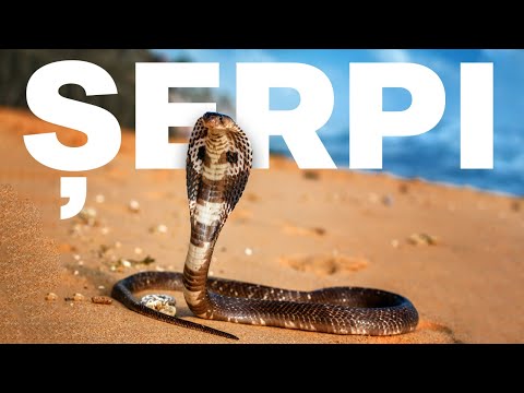 Video: Cum Să Nu Te Mai Temi De șerpi