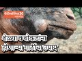 शेळ्यांच्या अंगावर गाठी का होतात व त्याचा उपचार काय? Treatment for Abscesses in Goats