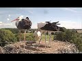 Fremdstorch verfolgt Horst und Jungstörche | Altlandsberg Storchennest | 20.07.2024 (Storchenkamera)