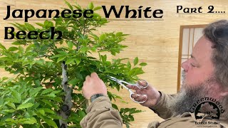 Japanese White Beech Part 2 - Greenwood Bonsai