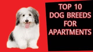 Top 10 Dog Breeds For Apartments by Dog Lover planet 44 views 6 years ago 4 minutes, 13 seconds