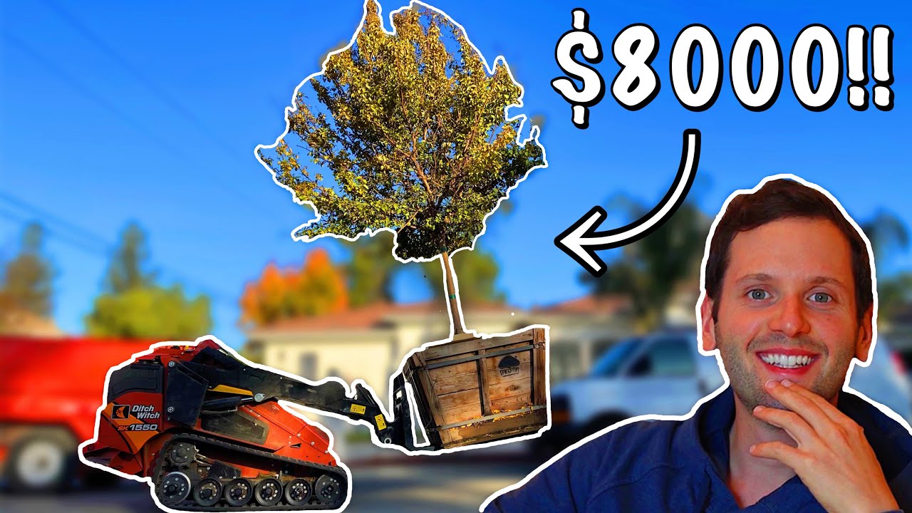 Installing HUGE 48" Box Trees (Weekly Episode 003) YouTube