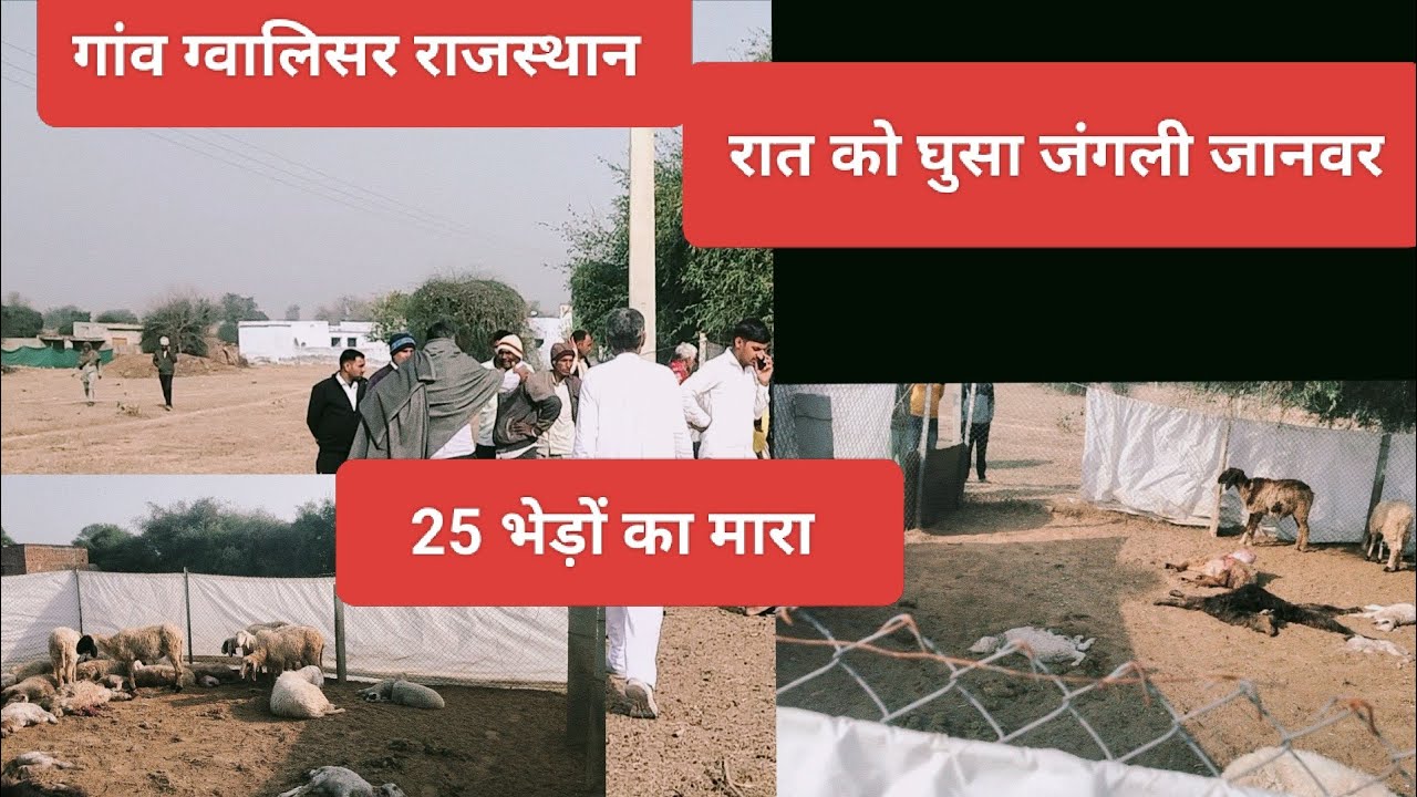  25 भेड़ों को मार डाला राजस्थान के ग्वालिसर गांव में देर रात जंगली जानवरों ने मार डाली भेड़े 