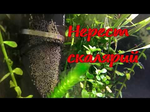 Видео: Размножаване на скалари в общ аквариум