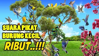 MP3 Suara PIKAT AMPUH Burung Kecil RIBUT RAMAI