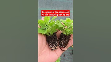 Cúc mâm xôi hàn giâm cành #caygiong #gardening #cucmamxoi #cucmamxoihanquoc