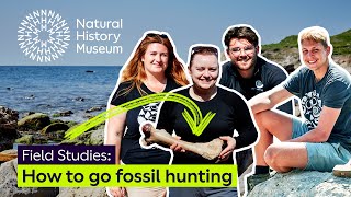 A guide on how to find fossils on the Isle of Wight | Field Studies