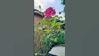 Dil ka rishta ....❤️ #nature #love #song #travel #tranding #shorts#youtubeshorts