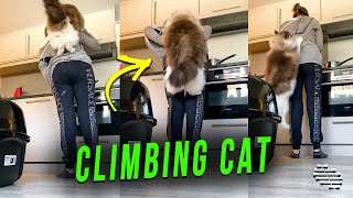 Cat Suddenly Decides to Climb Mom as She Prepares Something in the Kitchen