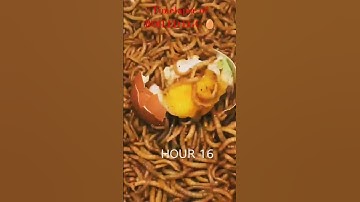 Timelapse ofBOILED EGG #timelapse video