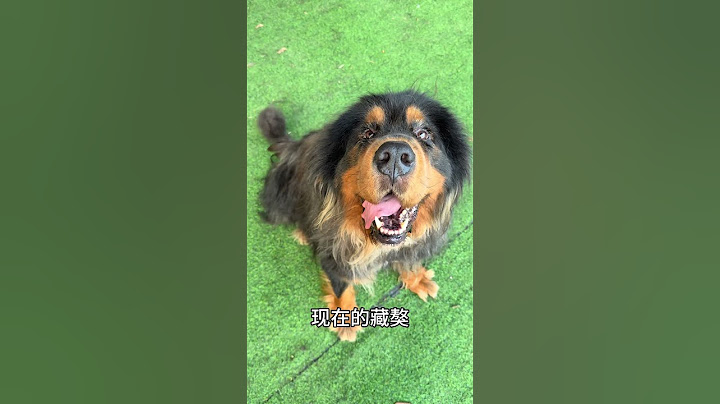 百年前的藏獒vs现在的藏獒【藏獒加布】 #dog #pets #加布 #萌宠 #藏獒 #宠物 #狗狗 #可爱 #shorts