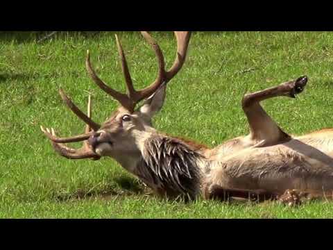 ირ.ევდოშვილის ,,ქორბუდა\"\"(21-ე საუკუნის ვარიაციით)