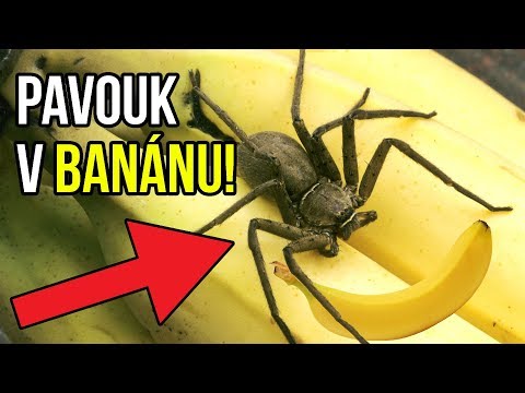 Video: Existují V Rusku Jedovaté Druhy Pavouků?