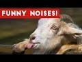 You Laugh You Lose Funny Animal Sounds / Noises | Funny Pet Videos