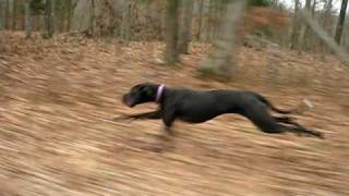 Great Dane running 30mph fast from the side.
