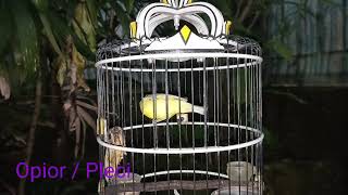 Download Lagu Pancingan Kecial Kuning Lombok Cepat Ampuh Untuk Pikatan Burung Kecial MP3 Download Lagu Pancingan Kecial Kuning Lombok Cepat Ampuh Untuk Pikatan Burung Kecial MP3