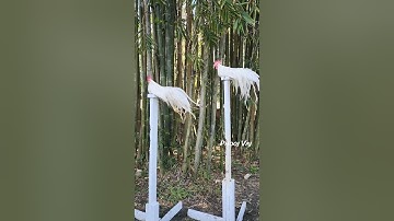 White Bantam Phoenix Qaib Dib Tw Ntev #reels #chicken #qaibdib #gamefowl #ayam #gallos #poultry