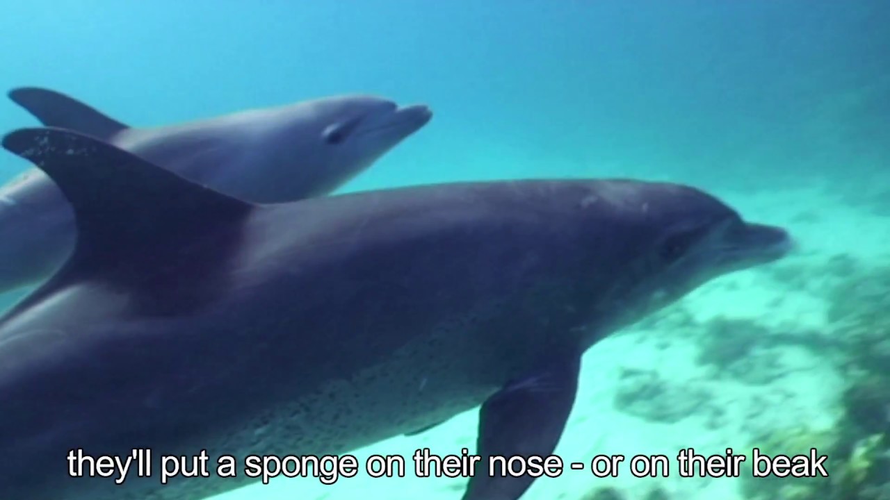 Wild vs Captive: 10 Things You Didn't Know about Dolphins - YouTube