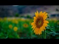 نه جمه دینی غوڵامی به هاره و کورده واری     