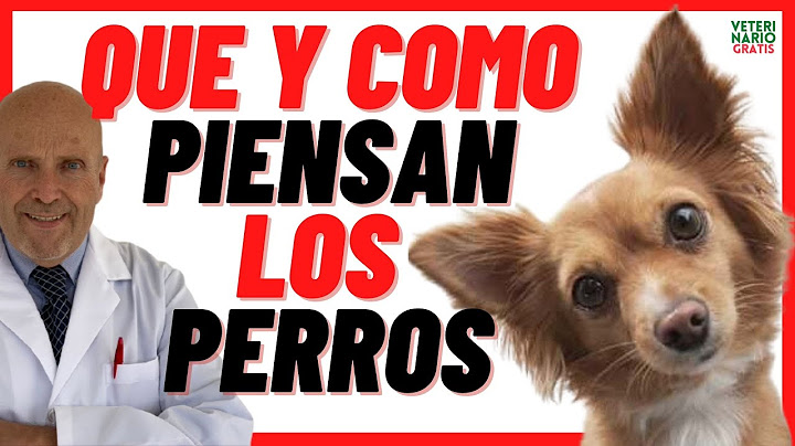 🟣 Dogs Think or Reason 🟣 What, How and What do dogs think 🟣 What does my dog think about me
