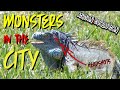 Monster iguana hunting in the middle of the city  florida iguana hunt