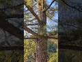 Look Up at Nature 🌳✨ | Relaxing Tree View #birdsounds #treeview #calmingvideo #naturemeditation