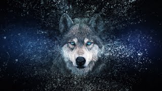 Wolf ( Canis Lupus ) Sounds. Howling, Barking And Growl. 4K Ultra Hd