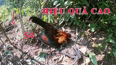 Bẫy Gà Rừng Bằng Cán Tre Đơn Giản Mà Hiệu Quả - Một Ngày Ngay Mắn - LTL