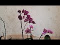 Орхидеи из моей коллекции  которые вы хорошо знаете🌸 Что с ними произошло за лето