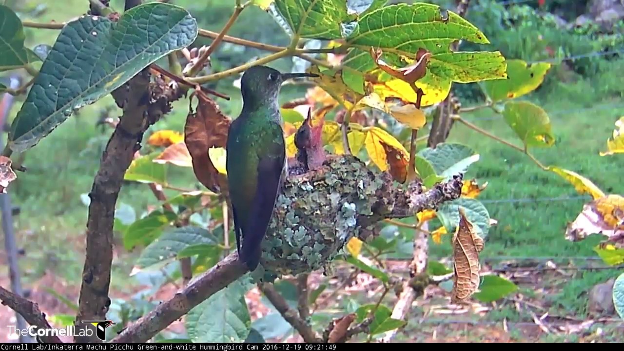 Green-and-white Hummingbird Chicks Show Signs of Growth - Dec. 19, 2016