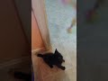 Black kitten playing