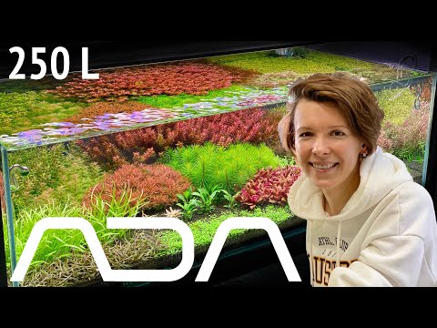 Запуск аквариума на ADA | Голландский аквариум