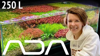 Запуск аквариума на ADA | Голландский аквариум